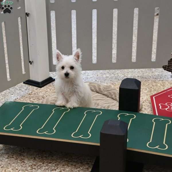 Janet, West Highland Terrier Puppy